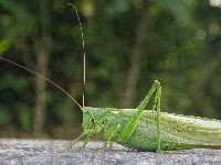 Czułki, Pasikonik, Kamień