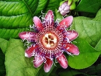 Passion, Egzotyczny, Kwiat, Flower