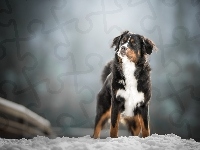 Śnieg, Berneński pies pasterski, Sylwetka