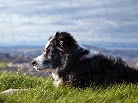 Łąka, Border Collie, Pies, Pasterski, Panorama