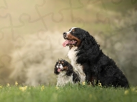 King charles spaniel, Dwa, Psy, Berneński pies pasterski