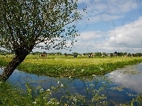 Pastwisko, Wieś, Rzeczka, Krowy