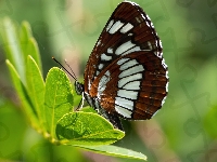 Motyl, Pokłonnik lucylla, Pasyn lucylla, Liście, Owad