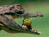 Krokodyla, Paszcza, Żabka