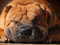 Pies, Sen, Shar Pei, Rasa, Chińska