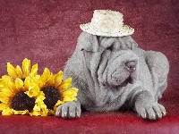 Pies, Słomkowy, Shar pei, Słoneczniki, Kapelusz