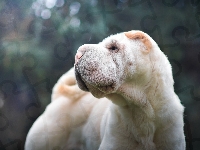 Pysk, Głowa, Shar Pei