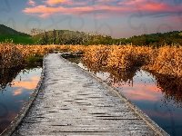 Pożółkłe, Mokradło, Pomost, Bagno, Trawy, Hawkes Bay, Nowa Zelandia, Pekapeka Wetlands, Poukawa
