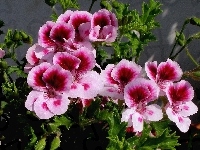 Pelargonia, Angielska