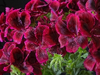 Pelargonia, Kwiaty, Bordowe