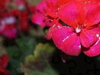 Czerwona, Pelargonia, Makro