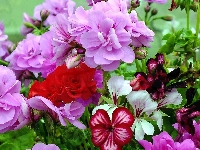 Pelargonia, Kwiaty, Kolorowe