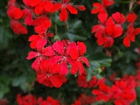 Pelargonia, Czerwona, Kwiaty