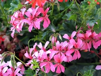 Kwiaty, Różowe, Czerwone, Pelargonia