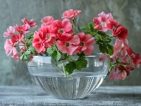 Różowe, Pelargonia, Kwiaty, Miska, Szklana