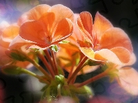 Pelargonia, Kwiaty, Pomarańczowe