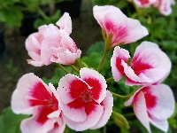Pelargonie, Różowe, Biało