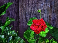 Pelargonie, Płot