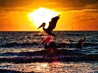Pelikan, Zachód, Słońca, Morze