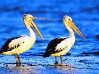 Pelikany, Woda