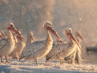 Śnieg, Pelikany, Zima, Grafika AI