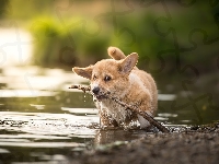 Pies, Welsh corgi pembroke, Szczeniak, Patyk, Woda