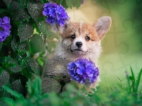 Kwiaty, Welsh corgi pembroke, Pies, Hortensja