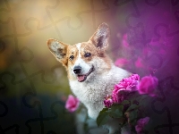 Różowe, Welsh corgi pembroke, Kwiaty, Róże