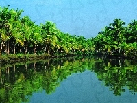 Periyar, Indie, Palmowy

, Kerala, Rzeka, Las