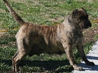 Perro de Presa Canario