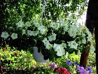 Biała, Petunia, Ogród