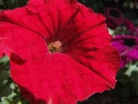 Czerwona, Petunia ogrodowa