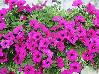 Petunia różowa
