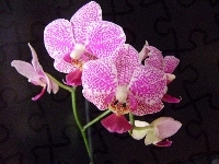 Phalaenopsis