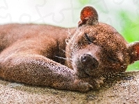 Śpiąca, Fossa