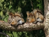 Wiewiórki, Śpiące, Drzewo