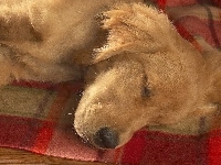 Golden, Śpiący, Retriever