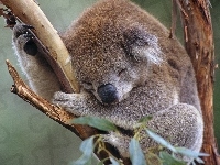 Koala, Śpiący, Drzewo