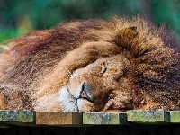 Lew, Śpiący, Deski