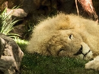 Lew, Śpiący, Trawa