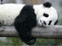 Miś, Śpiący, Panda