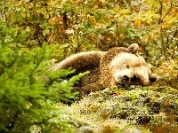 Niedźwiedź, Śpiący, Las