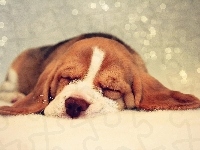 Szczeniaczek, Śpiący, Beagle