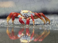Piasek, Woda, Krab