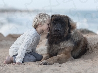 Przyjaciela, Dziecko, Leonberger, Piasek, Pies, Chłopiec, Plaża