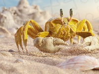 Piasek, Krab, Żółty