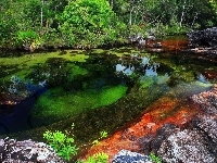 Pięciu, Kolumbia, Cano Cristales, Rzeka, Kolorów