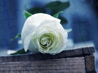 Biała, Piękna, Róża