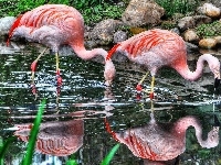 Flamingi, Piękne, Woda