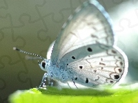 Biały, Piękny, Motyl